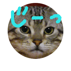 [LINEスタンプ] ねこさんずず