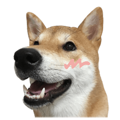 [LINEスタンプ] 柴犬リモン