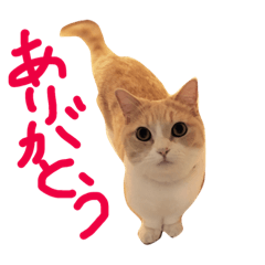 [LINEスタンプ] マンチカンの小太郎