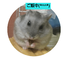 [LINEスタンプ] ハムスター トトごん