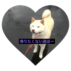 [LINEスタンプ] shiro stanp
