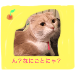 [LINEスタンプ] ポムの日常