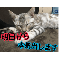 [LINEスタンプ] Le0Lua2