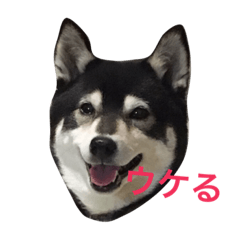 [LINEスタンプ] 黒豆柴のレンゲちゃん