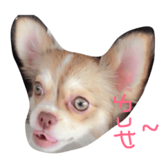 [LINEスタンプ] bbpp