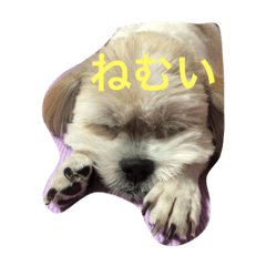 [LINEスタンプ] ぶーちゃん.