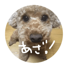 [LINEスタンプ] トイプードルとご挨拶の画像（メイン）