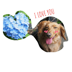 [LINEスタンプ] ミニチュアダックス百面相