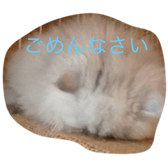 [LINEスタンプ] わんことにゃんこと時々亀