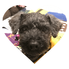 [LINEスタンプ] toypoodle karubi！