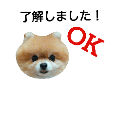 [LINEスタンプ] ポメプー犬
