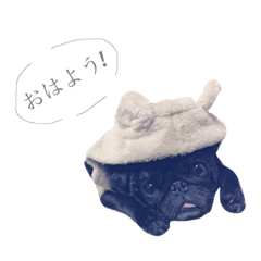 [LINEスタンプ] 黒パグどんくん