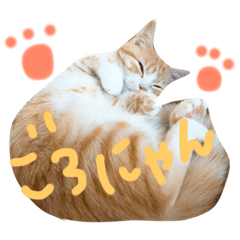 [LINEスタンプ] 我が家のちゃこちゃん