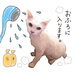 [LINEスタンプ] 我が家の動物達！