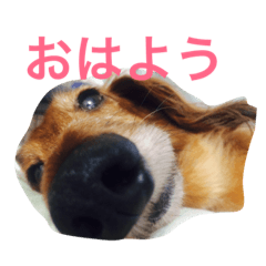 [LINEスタンプ] パルの生活