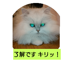 [LINEスタンプ] POMME cat1