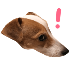 [LINEスタンプ] 犬のらんちゃん