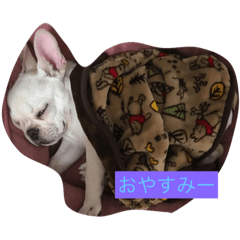 [LINEスタンプ] 犬会話