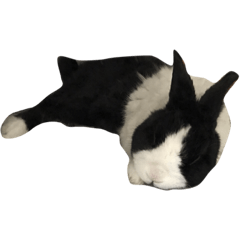 [LINEスタンプ] ダッチうさぎのえんちゃん