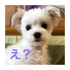 [LINEスタンプ] ヒナちゃん その1