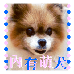 [LINEスタンプ] ポメラニアン-ニウエ