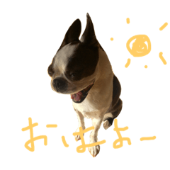 [LINEスタンプ] サラやん