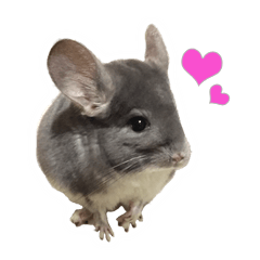 [LINEスタンプ] チンチラ宙くん