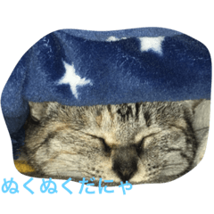 [LINEスタンプ] ニャー吉です