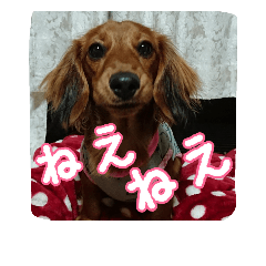 [LINEスタンプ] banshyu dog girl dachs Nami4