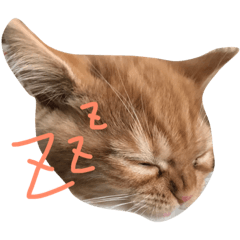 [LINEスタンプ] みーたろうスタンプ