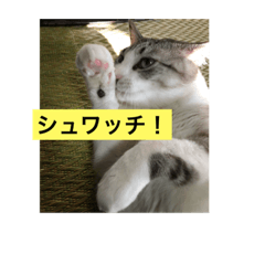 [LINEスタンプ] 我が家の愛猫達です