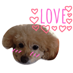 [LINEスタンプ] トイプードルころんの日常