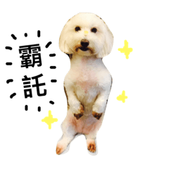 [LINEスタンプ] Small plums dog's daily.