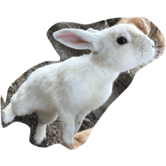 [LINEスタンプ] Cute Island Rabbits