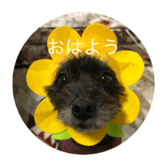 [LINEスタンプ] ポメプー  じゅり
