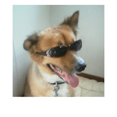 [LINEスタンプ] 愛犬チビ