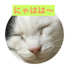 [LINEスタンプ] ねこねこにゃんずスタンプ