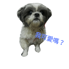 [LINEスタンプ] Cute dog 77