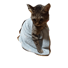 [LINEスタンプ] まこねこ2