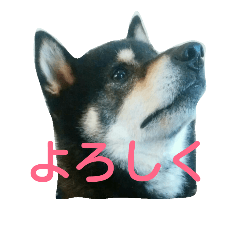 [LINEスタンプ] 黒柴くうちゃん(その2)