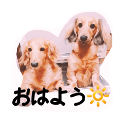 [LINEスタンプ] ☆ワンダフルだワン☆