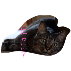 [LINEスタンプ] かわいいにゃんこスタンプ
