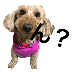 [LINEスタンプ] 犬の気持ち生活