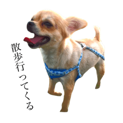 [LINEスタンプ] 愛犬と日常です