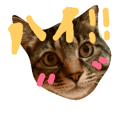 [LINEスタンプ] 猫 了解！