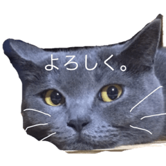 [LINEスタンプ] ウチの猫の場合