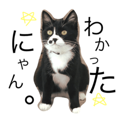 [LINEスタンプ] のらてん ♩