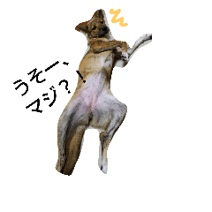 [LINEスタンプ] なんちゃって甲斐犬「あられ」