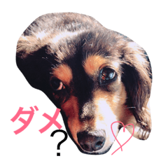 [LINEスタンプ] 田中ルナ