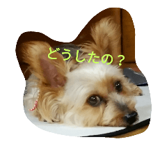 [LINEスタンプ] チャミ